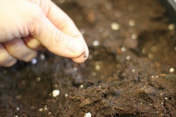 growing conditions for basil