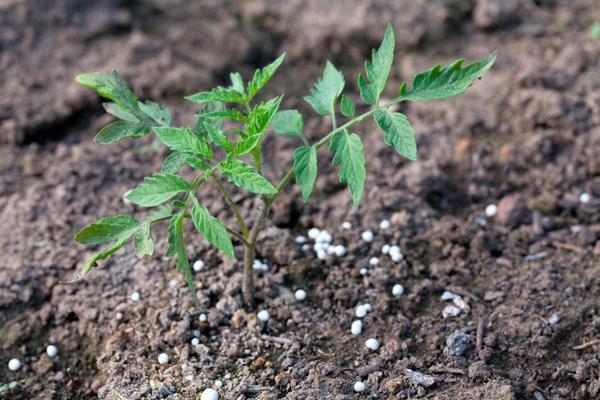 Füttern der Tomate nach dem Pflanzen