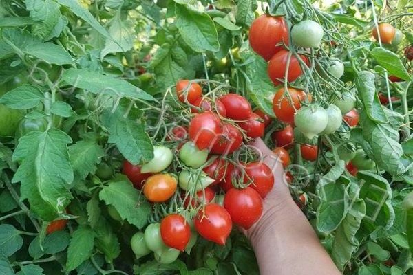 Tomato varieties