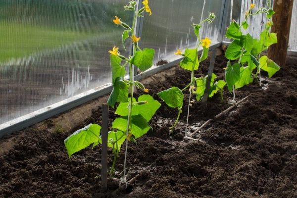 alimente os pepinos