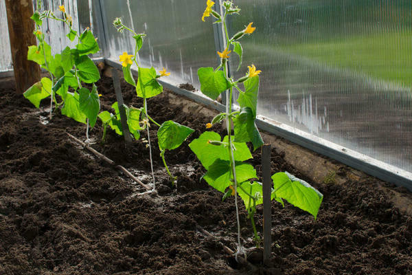  watering cucumbers in the greenhouse