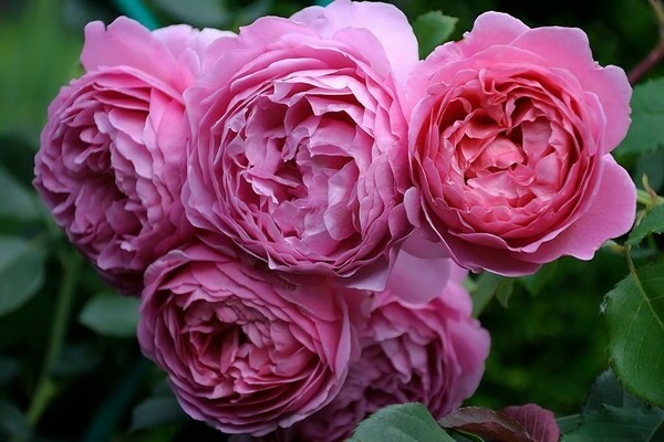 varieties of roses