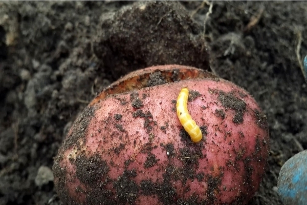 wireworm sa patatas litrato