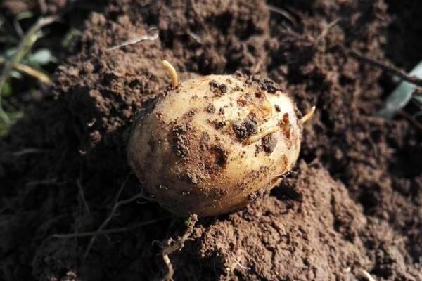 wireworm sa patatas kung paano mapupuksa