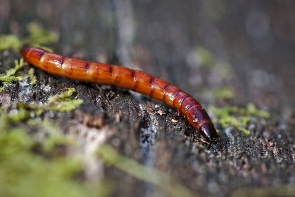 wireworm