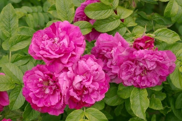 varieties of roses