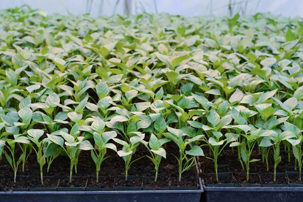 pepper seedlings