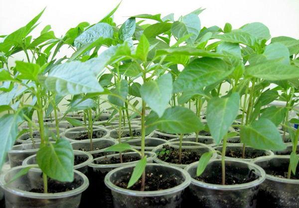 pepper seedlings