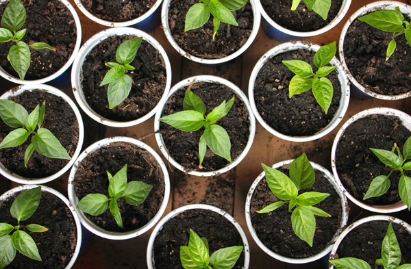 pepper seedlings