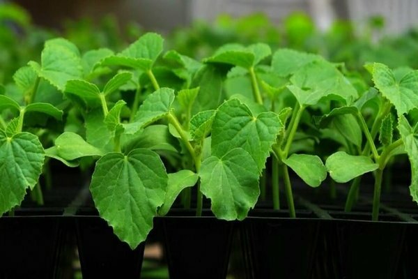 cucumbers feeding seedlings after germination