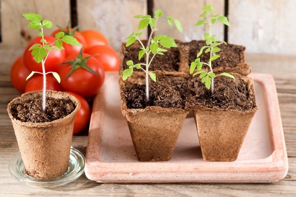 Sämling Tomate