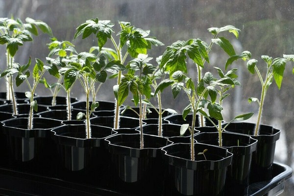 Seedling tomato