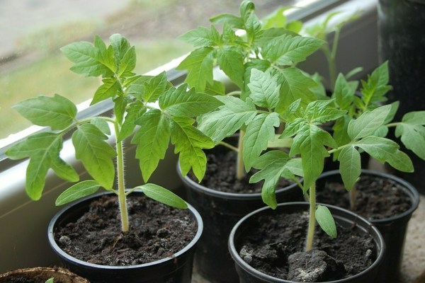 Sämling Tomate