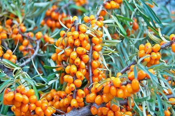 sea ​​buckthorn breeding