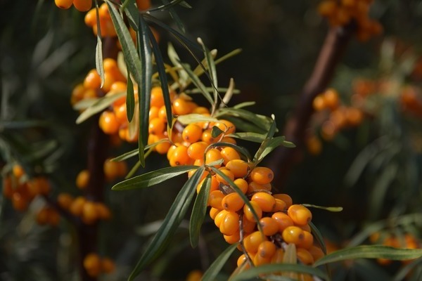 pag-aanak ng sea buckthorn