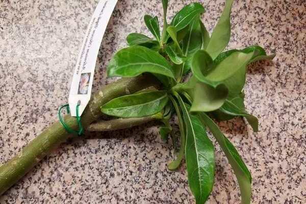 Vermehrung von Adenium durch Stecklinge