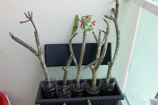 Pagpapalaganap ng adenium ng mga pinagputulan: pag-uugat sa lupa