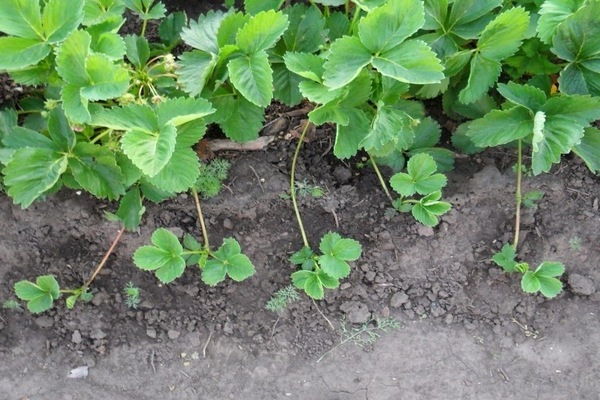 Pagpapalaganap ng mga strawberry na may bigote: kung paano maayos na paghiwalayin ang mga stepons