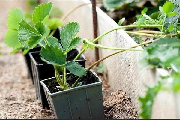 Wie man Erdbeeren mit Schnurrbart züchtet