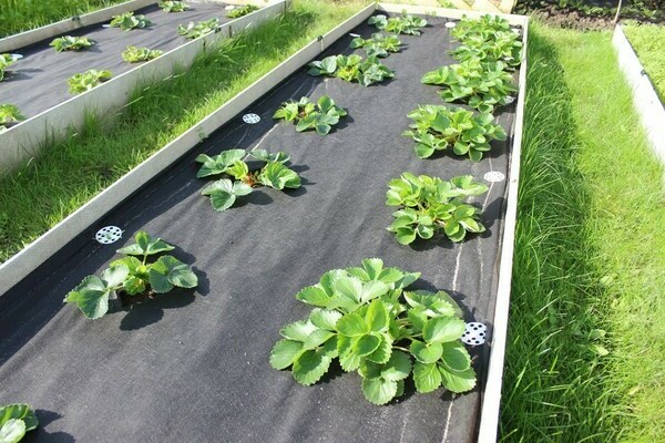 mulching strawberries with spunbond