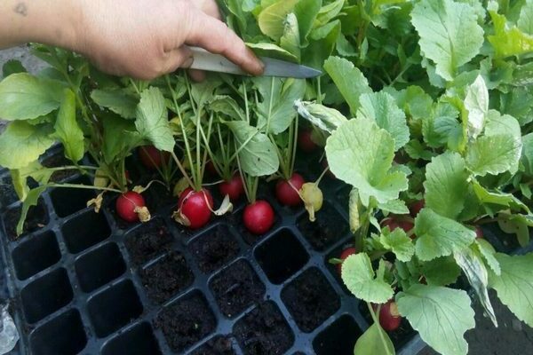 thinning radish2