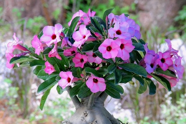 halaman ng adenium