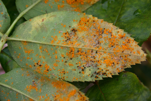 Rost auf Rosen