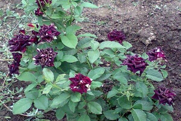 Rose Abracadabra: Foto und Beschreibung der Verwendung in der Gartengestaltung