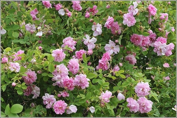 Damask rose: photo, description of the most famous varieties