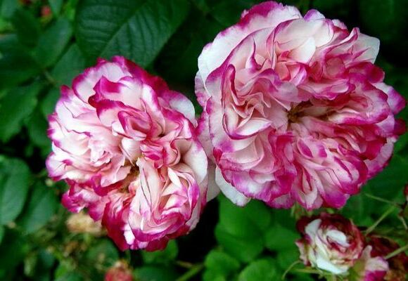 Damask rose: photo, description of the most famous varieties