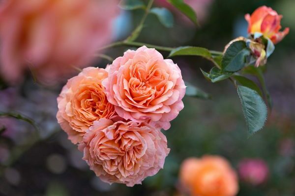 Rosa Shrab: Beschreibung, spezifische Eigenschaften