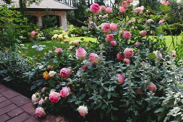 Mga uri ng rosas na Shraba: mga tagubilin para sa wastong paglilinang at pangangalaga