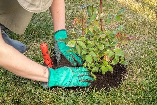 Rosa Shrab: photo and description of planting