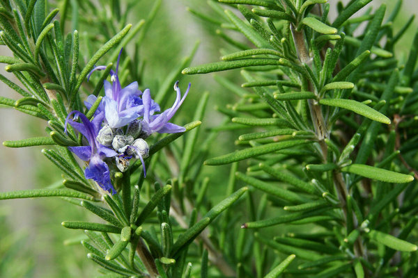 insect repellent plants