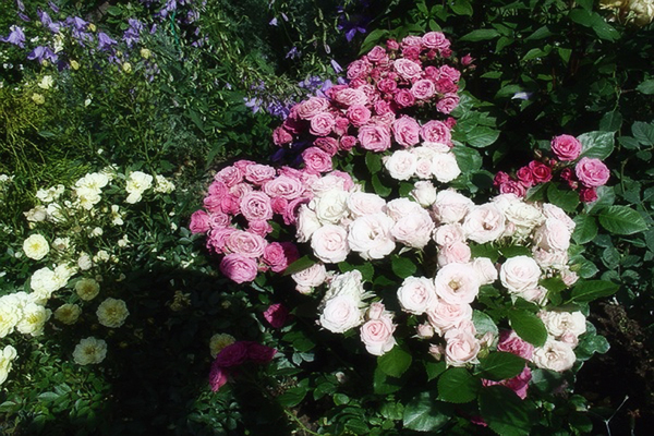 Roses Spray: une description de la plantation correcte de la plante