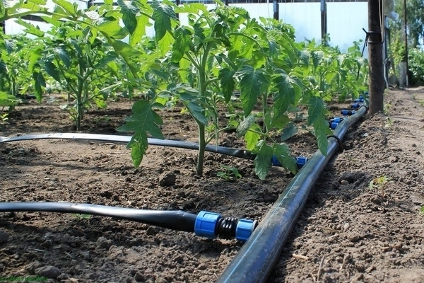 système d'irrigation goutte à goutte automatique