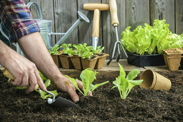 favorable for transplanting seedlings