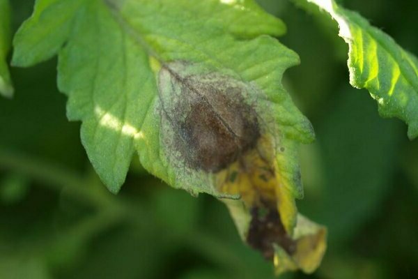 late blight of tomatoes photo