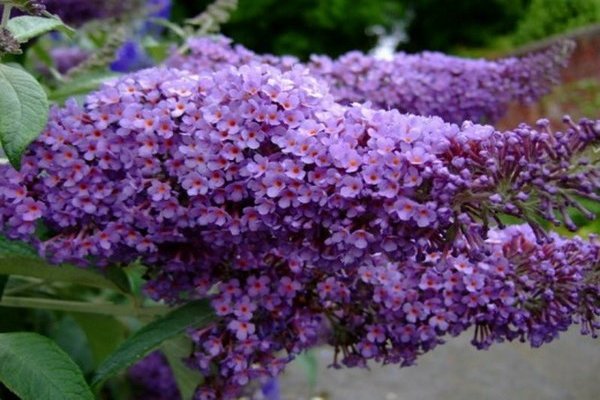 buddleya david