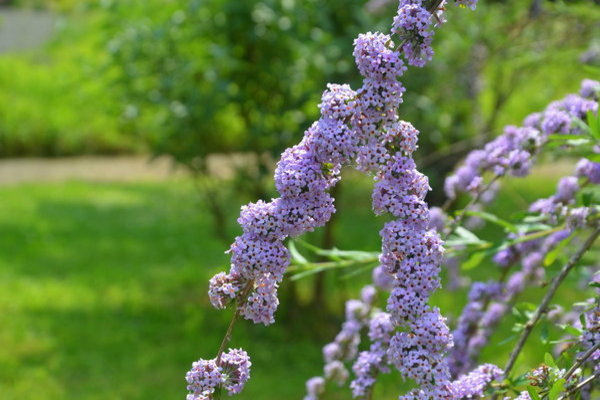 ม่วง buddleya