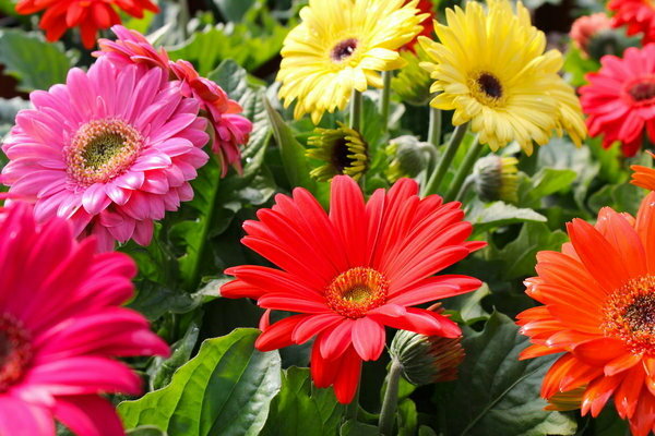 Gerbera-Blume