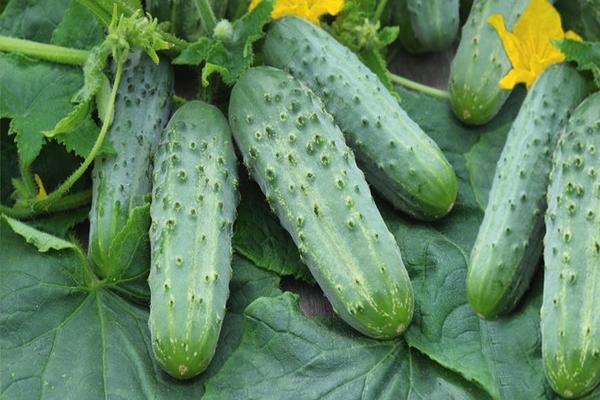 self-pollinated cucumber varieties