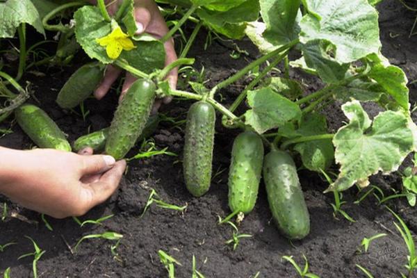 self-pollined cucumber varieties