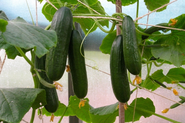 self-pollined cucumber varieties