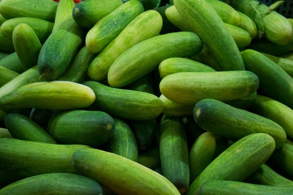 self-pollined cucumber varieties