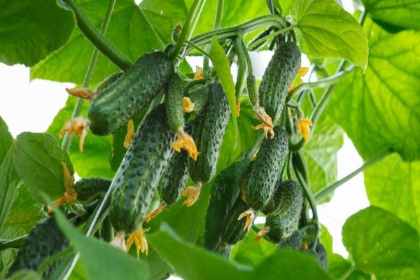 self-pollinated cucumber varieties