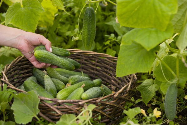 self-pollined cucumber varieties