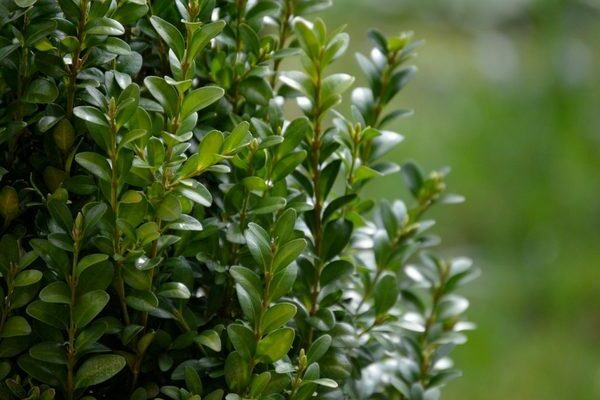 boxwood cuttings