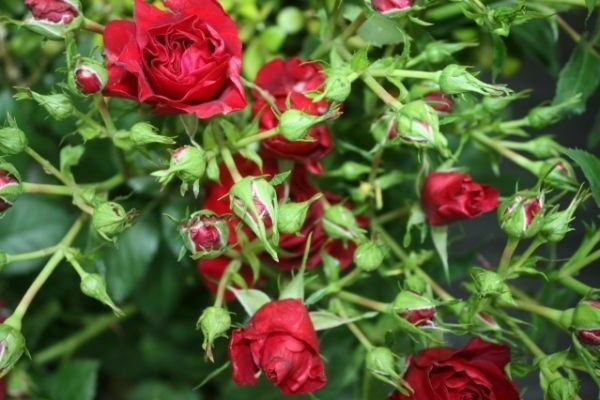 seedlings of roses