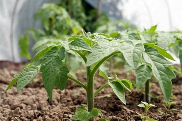 feeding tomatoes in the greenhouse in phases